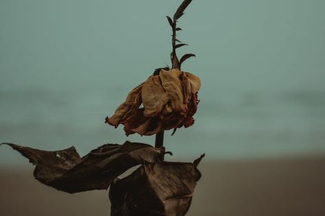 Red Withering Rose at Daytime · Free Stock Photo Withered Flower, Whatsoever Things Are Lovely, Wattpad Background, Mount Of Olives, Plant Aesthetic, Sea Water, Water Plants, Christian Life, Book Characters