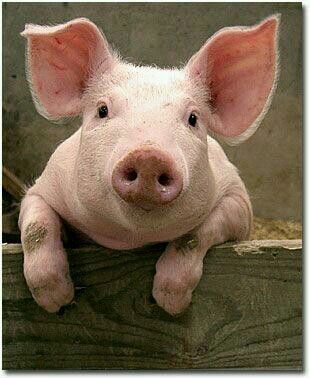 Yorkshire pig ♡ Pig Pictures, Baby Pigs, Cute Pigs, Little Pigs, 귀여운 동물, Animals Friends, Beautiful Creatures, Animal Kingdom