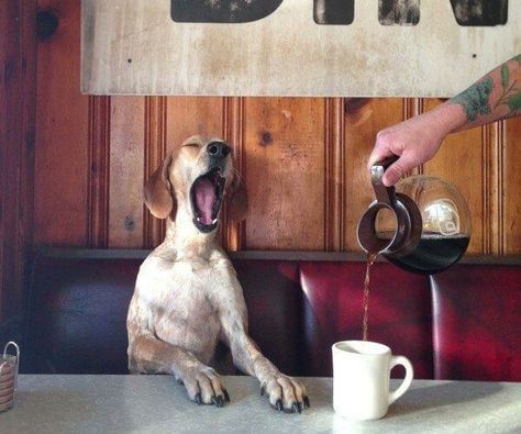 Most Dog-Friendly Coffee Shops in Denver | The Denver Ear Dog Cafe, Dog Coffee, Mans Best Friend, Dog Days, Dog Friends, A Coffee, Puppy Love, Animals And Pets, A Dog