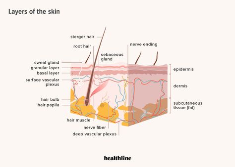 Subcutaneous Tissue Function and What Can Impact Its Health Subcutaneous Injection, Nerve Fiber, Subcutaneous Tissue, State Board, Visceral Fat, Sweat Gland, Saggy Skin, Dermal Fillers, Sagging Skin