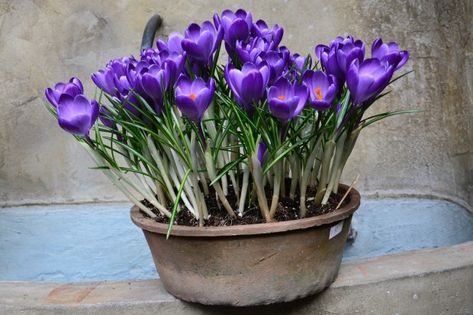 Bulb Forcing, Deborah Silver, Crocus Bulbs, Container Planting, Buttercup Flower, Crocus Flower, Garden Bulbs, Garden Terrarium, Spring Bulbs