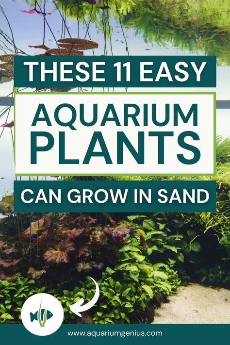 There are several aquarium plants that grow in sand. It's essential that you pick the right option for a sandy substrate, as this will make or break your aquarium. On this page I've created a list of 11 simple aquarium plants that do well in sand! Aquarium Soil, Malawi Cichlids, Freshwater Plants, Aquarium Sand, Fish Garden, Aquatic Garden, Fresh Water Fish Tank, Aquarium Landscape, Plants Ideas