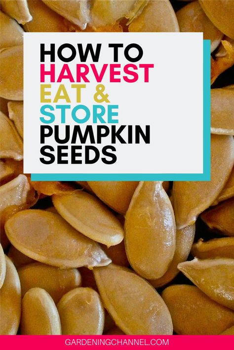 Storing Pumpkin Seeds, Harvesting Pumpkin Seeds, How To Store Pumpkin Seeds, How To Harvest Pumpkin Seeds, How To Store Pumpkins, Perserving Pumpkins, Homemade Pumpkin Seeds Recipes, Harvest Pumpkin Seeds, Pumpkin Seeds To Plant