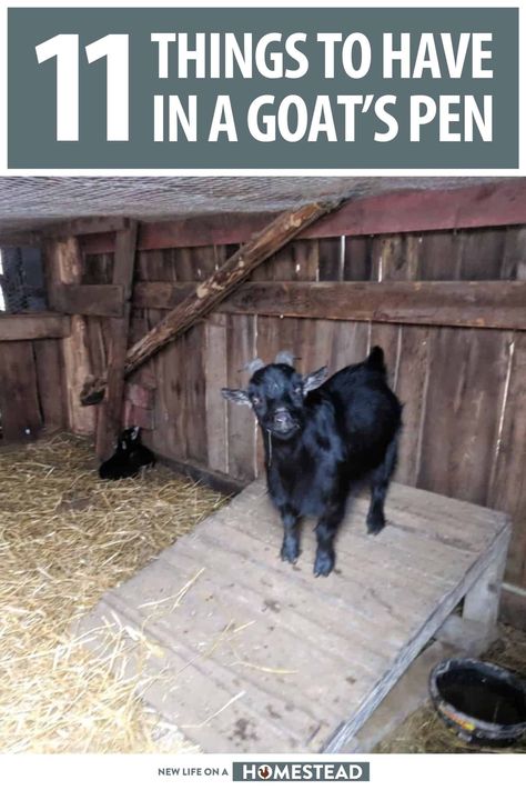 Goat Stall Ideas, Mini Goats Pet, Goat And Chicken Pen Ideas, Pygmy Goat Pen Ideas, Goat Kidding Pen, Goat Enrichment Ideas, Goat Barn Ideas, Pygmy Goat Pen, Goat Pen Ideas