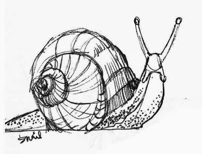 Snail Drawing Color, Snail Reference Drawing, Snail Shell Drawing, Snail Drawing Simple, Kate Brinkworth, Snail Drawings, Snail Artwork, Texture Drawings, Snail Drawing