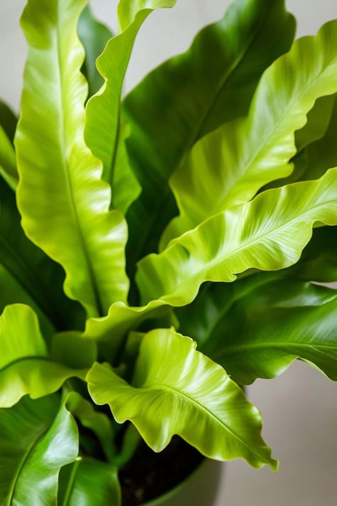 Bird's Nest Fern (Asplenium nidus) is a stunning and easy-care addition to any home! 🌿🏡 With its unique, wavy fronds and vibrant green color, this plant is a delightful blend of beauty and simplicity. Quick to thrive in various light conditions and bursting with air-purifying benefits, Bird's Nest Fern is perfect for adding a touch of lush greenery to your indoor space. 🌱✨ #BirdsNestFern #AspleniumNidus #IndoorPlants #EasyCare #AirPurifying #GreenHome #PlantLover Birds Nest Fern, Frog Ideas, Asplenium Nidus, Pet Frog, Bird's Nest Fern, Plant Vegetables, Pet Frogs, Fern Plant, Birds Nest