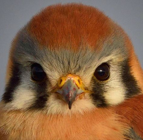 Wild Birds Photography, American Kestrel, Northern Utah, Wild Animals Pictures, Kestrel, Sun Sets, Bird Pictures, Wildlife Animals, Bird Photo