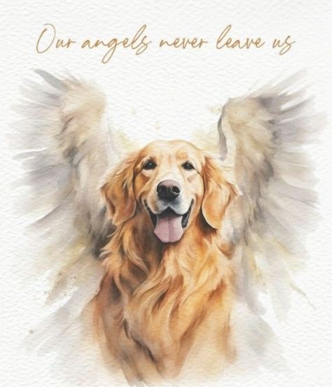 Dog With Angel Wings Drawing, Angel Drawings, Pets Illustration, Perros Golden Retriever, Heaven Painting, Angel Wings Drawing, Labrador Retriever Art, Miss My Dog, Angel Dog