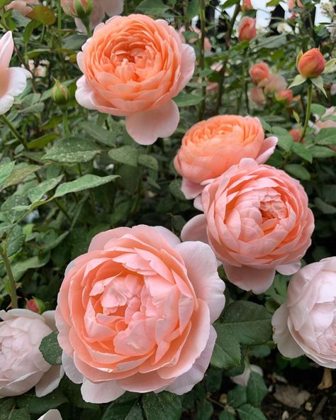 ‘Ambridge Rose’ ✨ I can feel the warmth of a summer day just by looking at this beauty. ☀️ - Garden Answer Roses Climbing, Old English Roses, Gorgeous Plants, Garden Answer, Coral Garden, Types Of Roses, Cut Flower Garden, David Austin Roses, Rose Bush