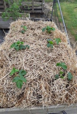 strawberry plants in straw bales Growing Strawberries In Raised Beds, Strawbale Gardening, Strawberry Beds, Straw Bale Gardening, Composting Process, Strawberry Garden, Straw Bales, Gardening Techniques, Invasive Plants