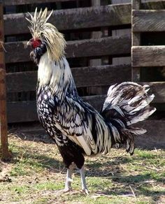 BEAUTIFUL  polish chicken breed   WANT the BLACK body pure white head ones!! <3 Polish Chickens Breed, Rare Chicken Breeds, Heritage Chickens, Brahma Chicken, Polish Chicken, Chicken Images, Types Of Chickens, Fancy Chickens, Silkie Chickens