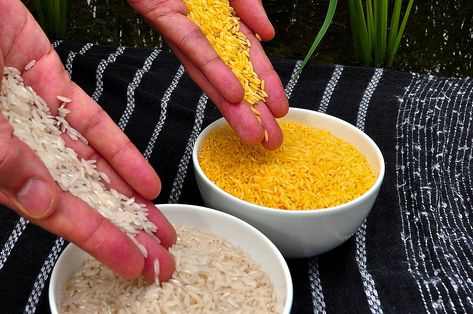 Golden Rice, Genetically Modified Food, Gmo Foods, Rice Varieties, World Hunger, Genetic Engineering, Genetically Modified, Food Safety, The Source