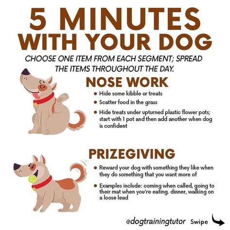 🐶 Dog Training and Care 🐶 on Instagram: "Do you to be able to leave your dog home alone for hours without worrying about him/her going to the bathroom inside your home?

Learn the Secrets to Completely Potty Train Any Dog or Puppy Quickly and Easily in 7 Days or Less =>> Link in my BIO @dogtrainingtutor

#dogtrainerlife #dogwhisperer #dogwisperer #doglanguage #dogtrainingadvice #dogtrainingvideo #balanceddogtraining #puppytrainingclass #trainyourdog #dogtrainersofinstagram #puppytrainer #servicedogtraining #dogtrainingtips #dogtrainingisfun #dogtrain #dogtraining #dogtraining101 #dogbehaviourist #dogtrainer #puppytrainingtips #obediencetraining #puppytrain #puppytraining101 #dogbehaviour #dogtrainersofig #puppytraining #dogproblems" Puppy Training Guide, Dog Behaviorist, Animal Reiki, Dog Training Ideas, Positive Dog Training, Service Dog Training, Dog Training Advice, Dog Language, Dogs Training