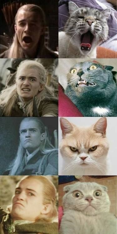 Legolas And Thranduil, Lotr Funny, Pictures Of Cats, Into The West, Meme Comics, Images Harry Potter, Orlando Bloom, Thranduil, 웃긴 사진