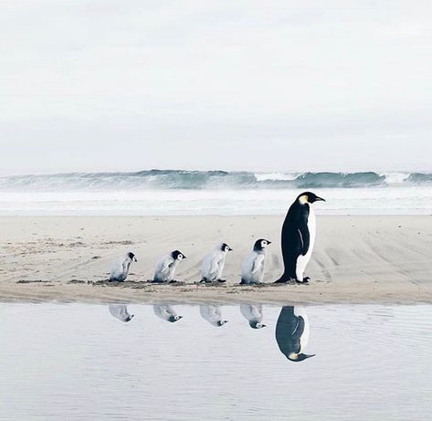 There is something odly satisfying about the picture of a parent penguin and a line of adorable baby penguins A Group, Penguins, Water