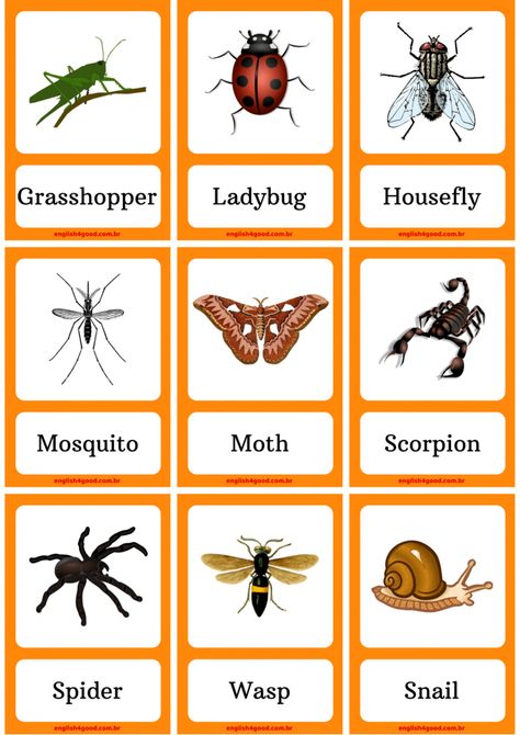 Insects Flashcards - English4Good - Vocabulary practice Pictures Of Bugs Insects, Insects Pictures, Bug Activity, Insect Pictures, Insects For Kids, Fruits Name In English, Bug Activities, Shapes Flashcards, Pictures Of Insects