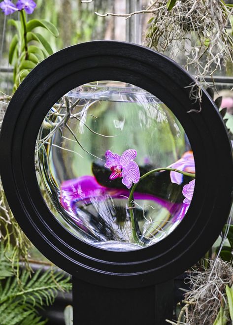 Orchid Photography, Orchid Show, Rare Orchids, Longboat Key, The Orchid, Sarasota Fl, December 4, Sarasota, Air Plants