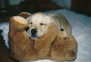 Dogs Stuff, About Dogs, Puppy Pictures, Golden Retrievers, Training Your Dog, Mans Best Friend, Teddy Bears, I Love Dogs, Dog Life