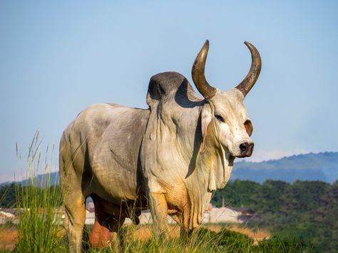 Ox Photography, Bull Photo, Zebu Cattle, Nguni Cattle, Bull Pictures, Cow Photography, Akhal Teke Horses, Bull Painting, Android Wallpaper Dark