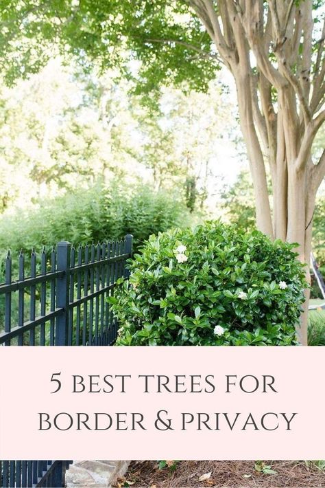 Best Trees And Shrubs For Privacy, Privacy Trees Ideas, Privacy Trees Along Driveway, Backyard Landscaping Border Ideas, Backyard Landscape Layout, Landscape Design Large Property, Modern Trees Landscape, Large Shrubs For Privacy, Types Of Trees Landscaping