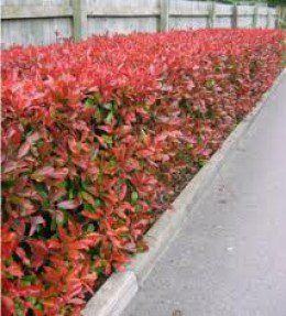 Colourful Hedge Plants Photinia Fraseri Red Robin, Hedges Landscaping, Laurel Hedge, Photinia Red Robin, Landscaping Along Fence, Evergreen Hedge, Garden Hedges, Hedging Plants, Garden Shrubs