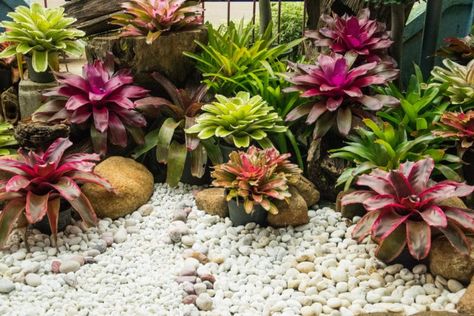 Bromeliad Landscaping Ideas, Bromeliads Garden, Bromeliads Landscaping, Vertikal Garden, Bali Garden, Garden Prepping, Tropical Garden Design, House Plants Decor, Backyard Garden Design