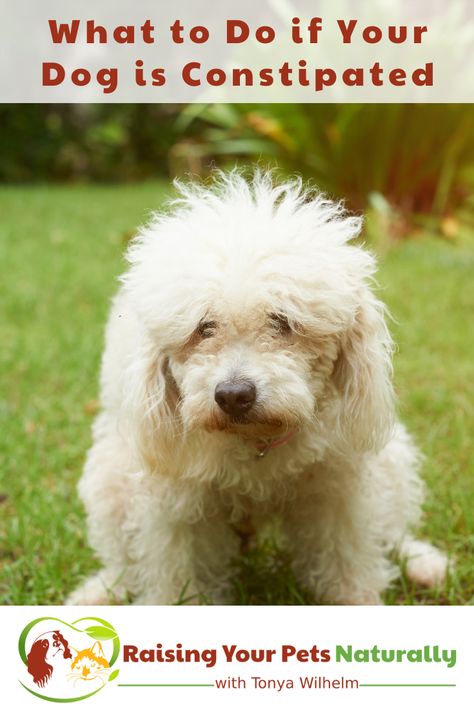 Dog Constipation Remedies, Constipated Dog, Sore Legs, Coconut Oil For Dogs, Dog Remedies, Positive Dog Training, Elderly Dogs, Me And My Dog, Face Book