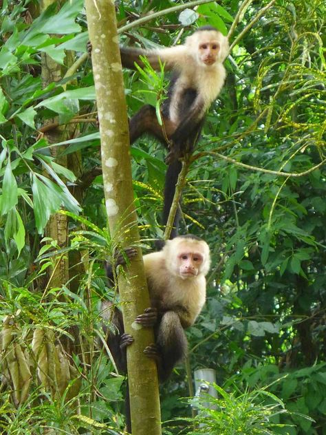 Manuel Antonio Costa Rica, Manuel Antonio National Park, First Girl, Plan Your Trip, Monkeys, Where To Go, Beautiful Beaches, Costa Rica, National Park