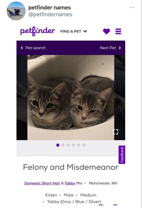 Pet Finder Names, Pet Finder Funny Names, Pet Finder, Cat Boarding, Silly Animals, Cat Names, Silly Cats, Pet Names, Animal Memes