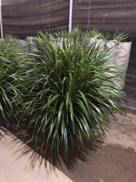 Dracaena Draco, Outdoor Venues, Indoor Plant, Diy Garden Decor, Backyard Decor, Amazing Gardens, Beautiful Gardens, Diy Garden, Indoor Plants