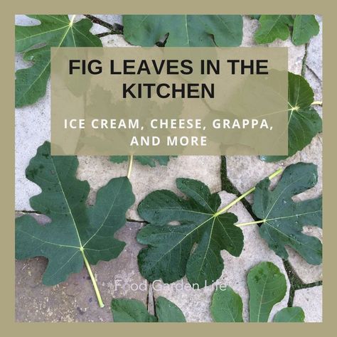 Cooking with fig leaves — Food Garden Life: Edible Garden, Vegetable Garden, Edible Landscaping Fig Leaves Recipes, Fig Leaf Recipes, Fig Leaf Tea, Grape Leaves Recipe, Eatable Flowers, Flowers Recipes, Rainbow Pasta, Fig Trees, Fig Plant