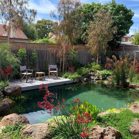 Swimming Pool Pond, Natural Swimming Ponds, Pool Landscape Design, Swimming Pond, Natural Pond, Natural Swimming Pools, Natural Swimming Pool, Small Pools, Building A Pool