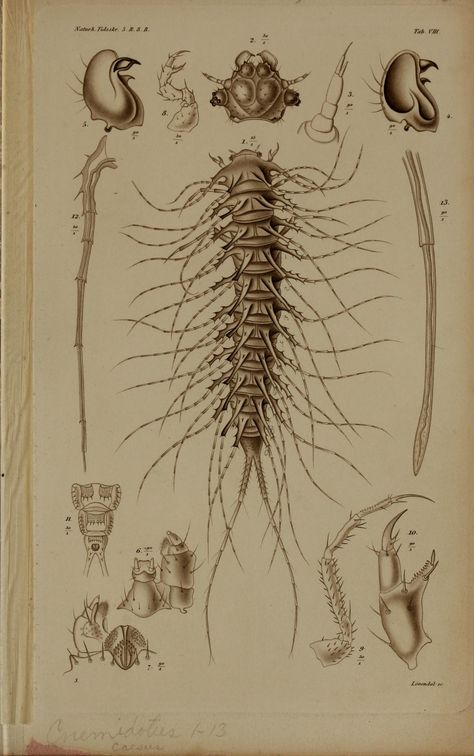 v. 2 - De metamorphosi eleutheratorum observationes : - Biodiversity Heritage Library Vintage Zoology, Entomology Illustration, Insect Anatomy, Vintage Entomology Illustration, Natural History Illustration, Vintage Zoological Illustrations, Beetle Tattoo, Scientific Drawing, Biodiversity Heritage Library