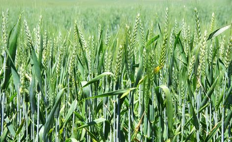 Winter wheat is a member of the Paceae family and is usually planted in the Great Plains region as a cash grain but is also an excellent green manure cover crop. Learn how to grow winter wheat in gardens here. Growing Winter Vegetables, Winter Wheat, Winter Veggies, Winter Vegetables Gardening, Winter Crops, Types Of Grass, Survival Gardening, Winter Vegetables, Winter Plants