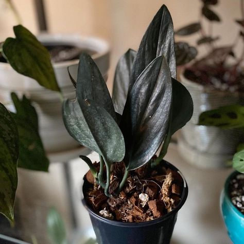 These Will Be the Trendiest Houseplants of 2021, According to an Indoor Gardening Guru - Bob Vila Black Houseplants, Plant Parenthood, Arrowhead Vine, Black Plant, Home Gardens, Plant Care Houseplant, Plants Are Friends, Bob Vila, Peace Lily