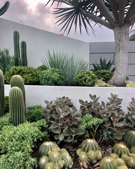 Dragon Tree Garden Design, Palm Tree And Succulent Garden, Dragon Tree Landscape, Palm Springs Garden Australia, Beach Landscaping, Outdoor Cactus, Palm Springs Garden, Pool Gardens, Kerb Appeal