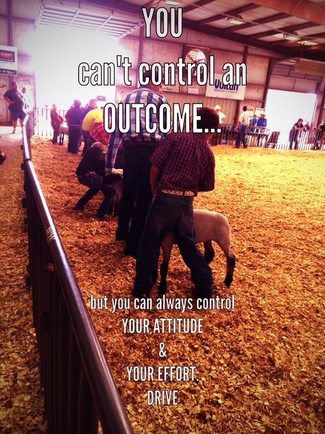 Showing                                                                                                                                                                                 More Sheep Showing, Lamb Showing, Showing Cattle Quotes, Sheep Quote, Fair Quotes, Livestock Quotes, Cow Quotes, Livestock Judging, 4 H Club