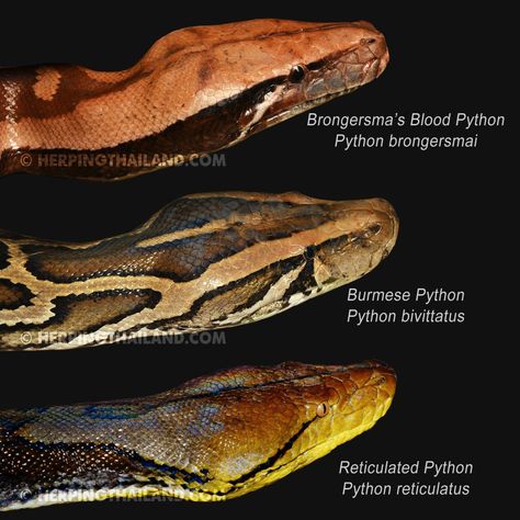 Animal Biology, Pet Snakes, Reticulated Python, Burmese Python, Real Animals, Exotic Pet, Types Of Snake, Reptile Room, Animal Reference