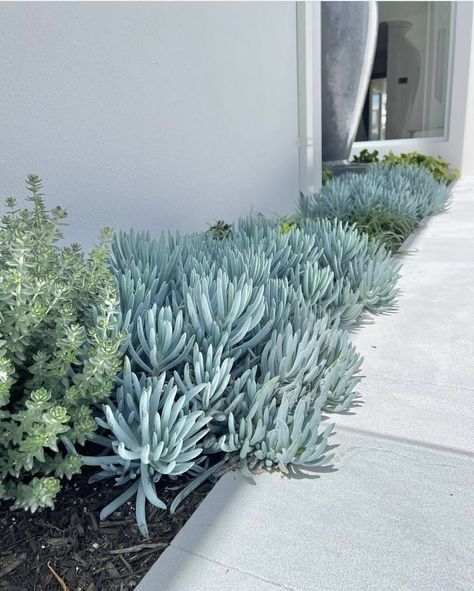 Westringia ~ Blue Chalksticks Coastal Landscaping Ideas, Australian Garden Design, Succulent Garden Landscape, Coastal Landscaping, Succulent Landscape Design, Soil Conditioner, Front Garden Design, Landscaping Inspiration, California Garden