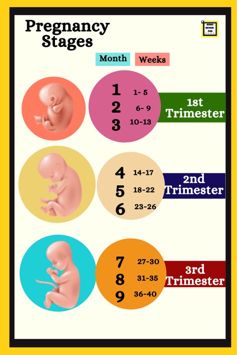 Know more about pregnancy stages and learn how to calculate your delivery date. Moms Life, Pregnancy Facts, Gestational Age, About Pregnancy, Baby Care Tips, Postpartum Care, Pregnancy Care, Pregnancy Stages, Pregnancy Tips