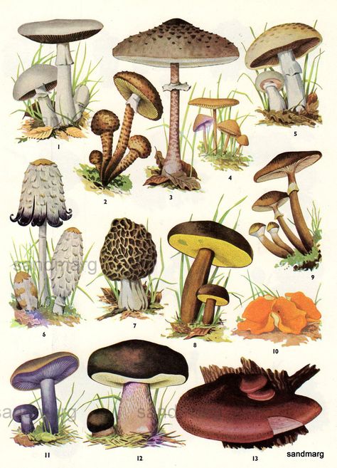 Types Of Mushrooms, Edible Fungi, Edible Mushrooms, Mushroom Fungi, Wild Edibles, Wild Food, Scientific Illustration, Wild Plants, Wild Mushrooms