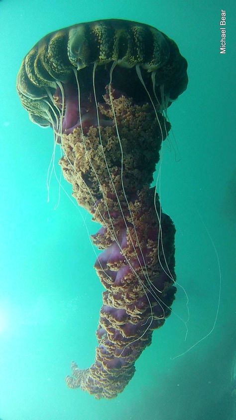 HUGE jellyfish! Underwater Jellyfish, Creature Marine, Life Under The Sea, Deep Sea Creatures, Beautiful Sea Creatures, Water Animals, Underwater Creatures, Underwater Life, Water Life