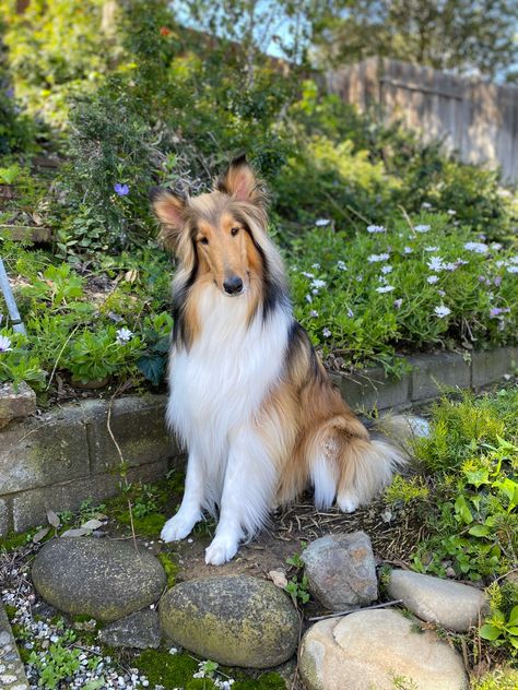 Rough Collie Dog, White Rough Collie, Rough Collie Service Dog, Lilac And White Border Collie, Rough Coated Collie, Shetland Sheep, Rough Collie, Collie Dog, Large Dog Breeds