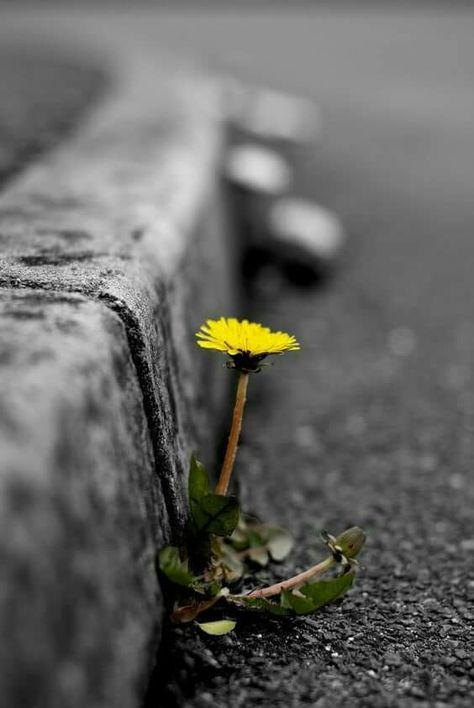 ดอกหญ้าในป่าปูน Foto Macro, Andre Kertesz, Color Splash Photography, Splash Photography, Foto Tips, Foto Art, Trik Fotografi, On The Ground, Yellow Flower