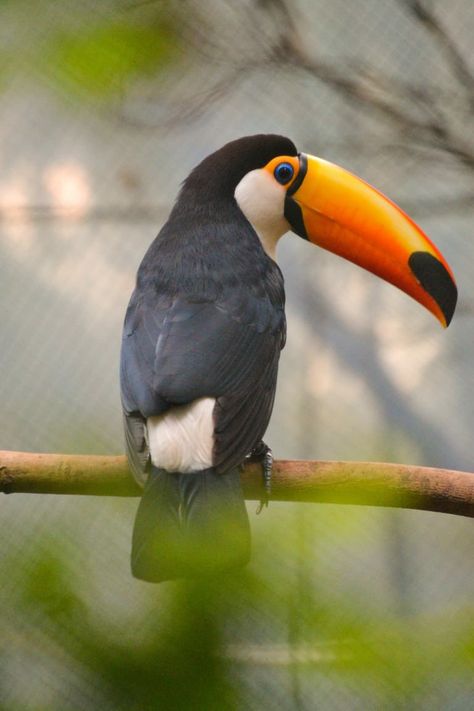 Ubicado en el refugio de animales en Misiones, Argentina