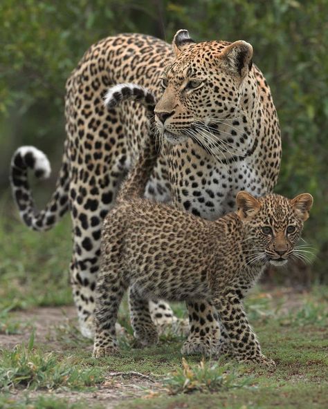 Leopard Photo, African Animals Photography, Leopard Pictures, African Leopard, Wild Animals Photos, Leopard Cub, Africa Animals, Perfect Teeth, Big Cats Art