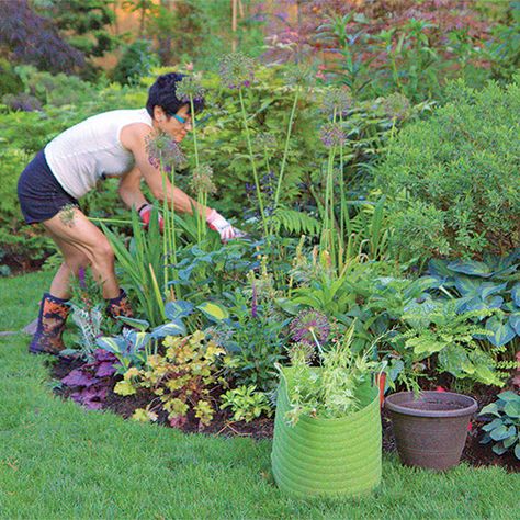 Semi Shade Plants, Shade Containers, Hosta June, Hydrangea Petiolaris, Shade Gardening, Dappled Sunlight, Plants Uk, Climbing Hydrangea, Starting Seeds Indoors