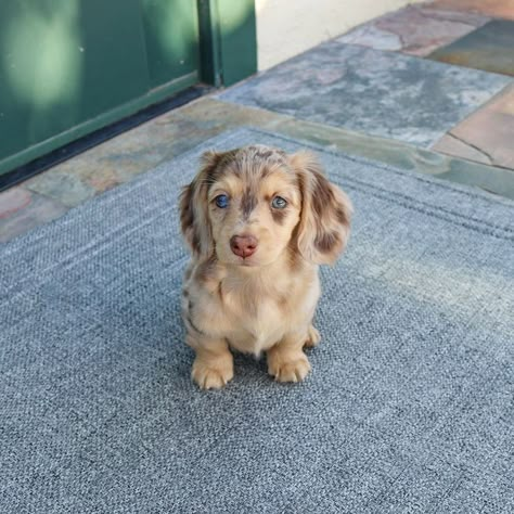 Australian Shepherd Daschund, Dauchsands Puppy, Dutchhounds Dog, Baby Sausage Dogs, Fluffy Sausage Dog, Pictures To Take With Your Dog, Mini Daschund Puppy, Dashhound Puppies, Daushound Dogs