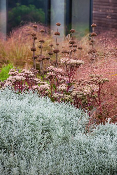 Anemanthele Lessoniana, Small Front Gardens, Prairie Garden, Grasses Garden, Bungalow House, Natural Garden, Ornamental Grasses, Garden Inspired, House Garden