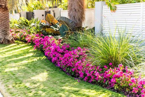 Plants That Like Shade, Zone 8b, Small Tropical Gardens, Florida Landscaping, Tropical Garden Design, Backyard Inspo, House Landscape, Tropical Landscaping, Landscaping Plants